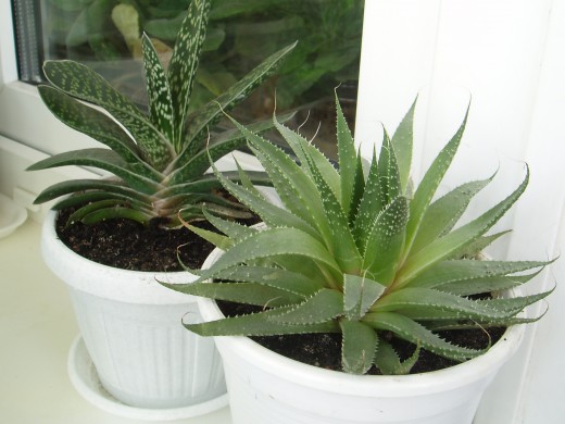 Комнатные растения способствуют здоровому микроклимату в помещении