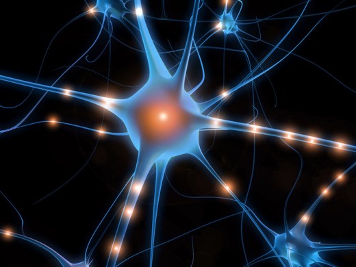 Нейрон. Физиология и строение нервных клеток
