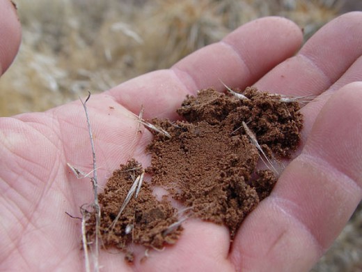 Что такое бонитировка почвы?