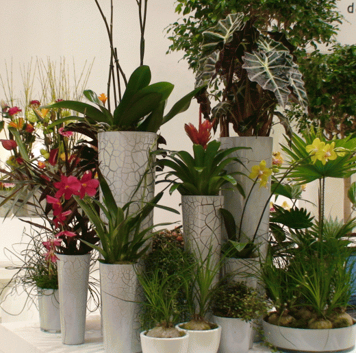 Фитодизайн – интерьер-дизайн при помощи растений