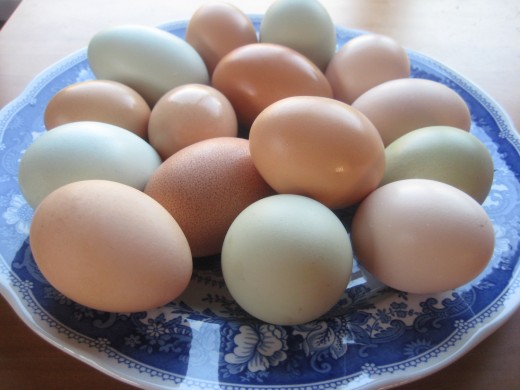Польза или вред от куриных яиц?