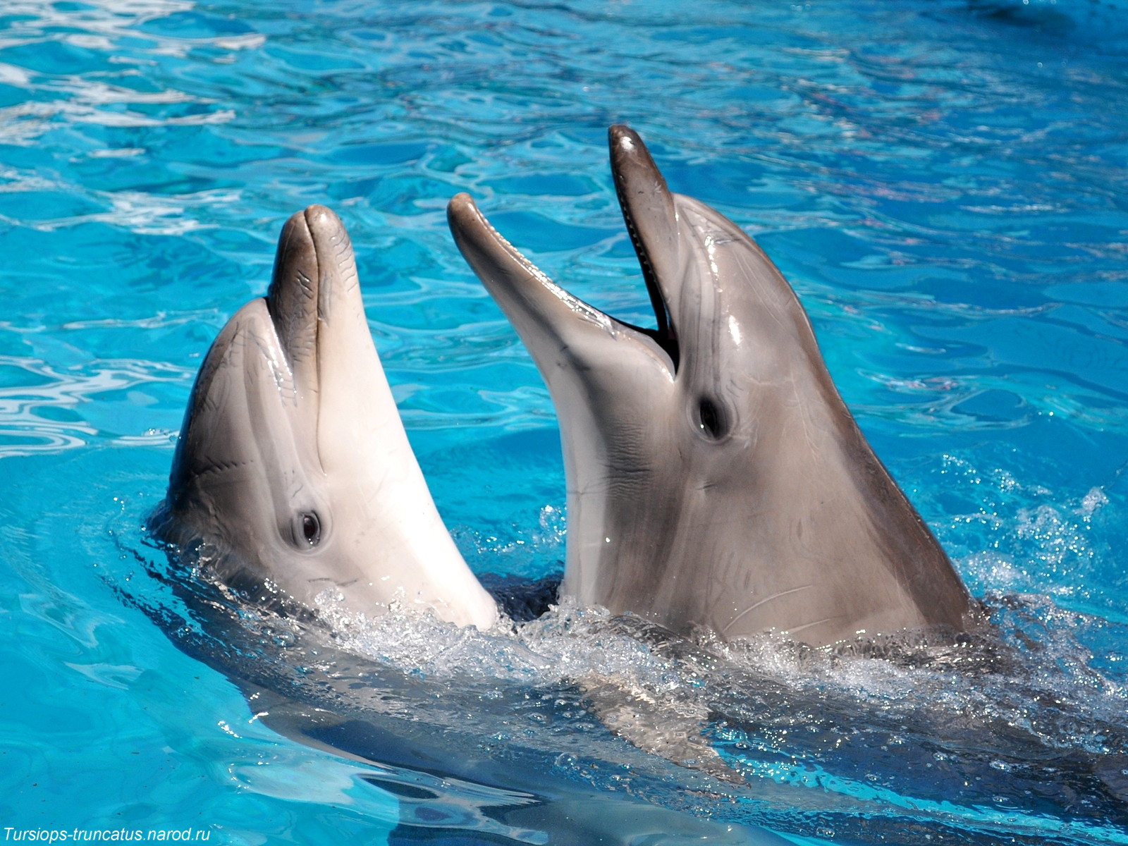 Дельфин какой звук. Дельфины. Дельфины общение. Язык дельфинов. Дельфин фото.