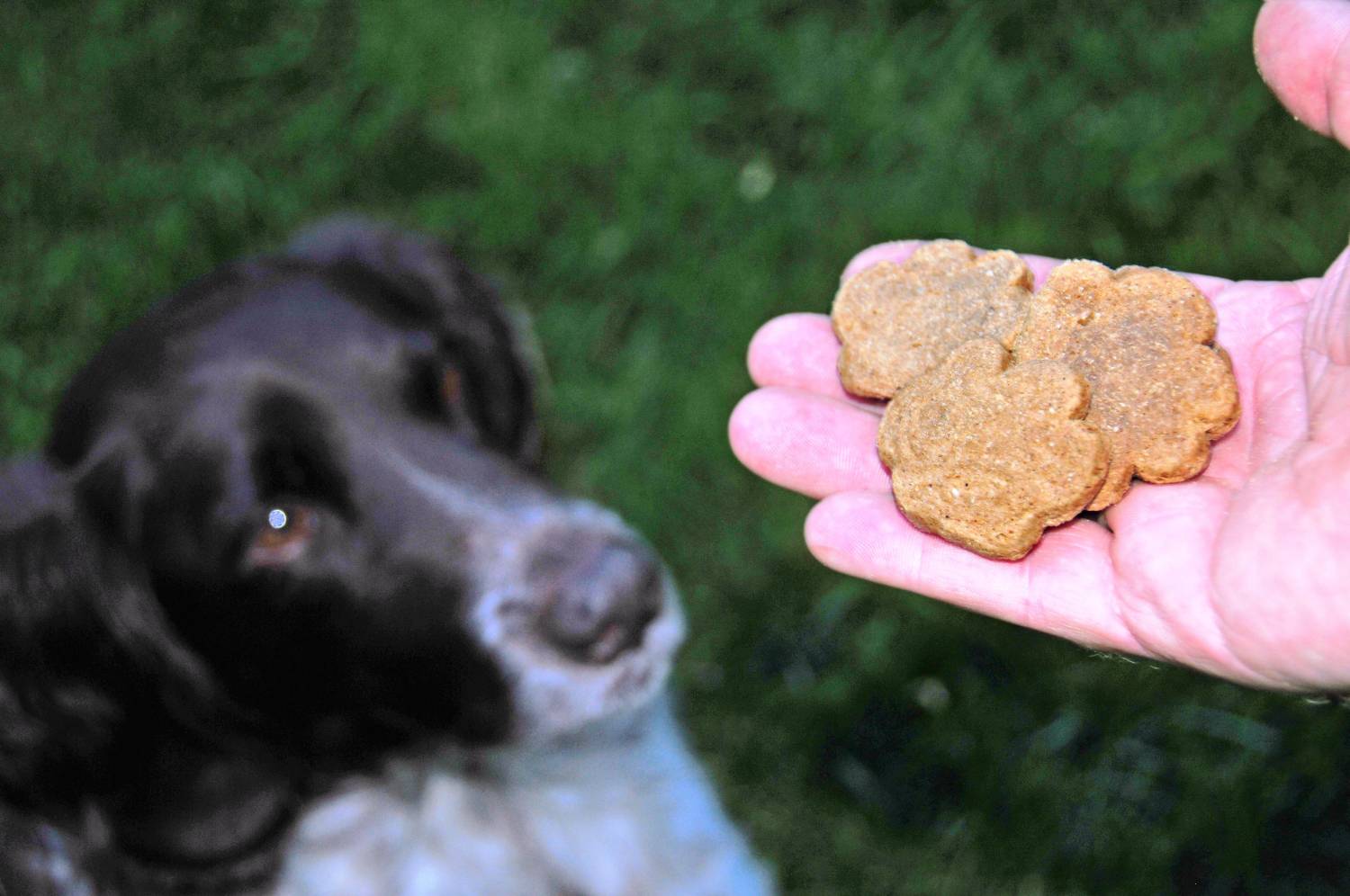 Можно печень щенкам. Корм для собак. Собачья еда. Диетотерапия животных при заболеваниях печени.