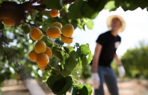 Выращивание саженцев абрикоса