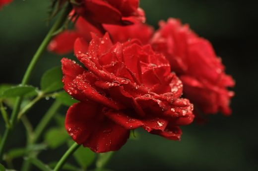  Что символизируют цвета роз?