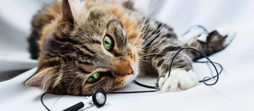 Как отучить кошку грызть провода: 7 эффективных способов