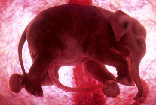 Потрясающие фотографии животных в чреве матери