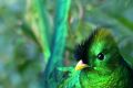 Квезаль — священная птица ацтеков