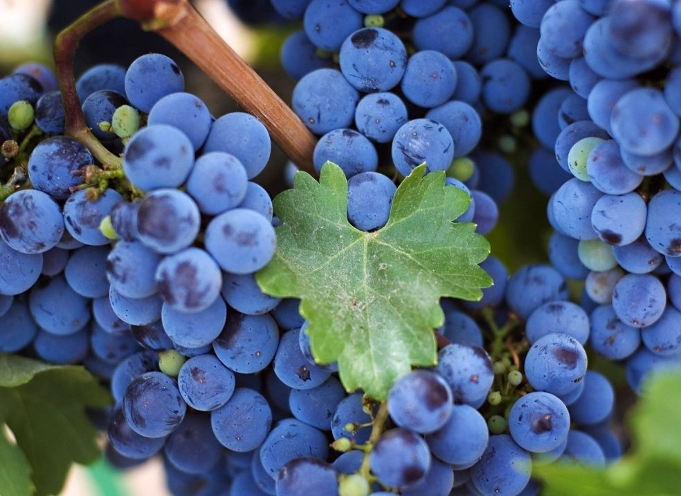 Интересные факты о винограде