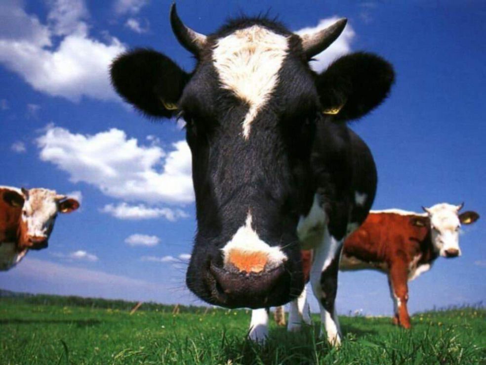 Интересные факты о коровах