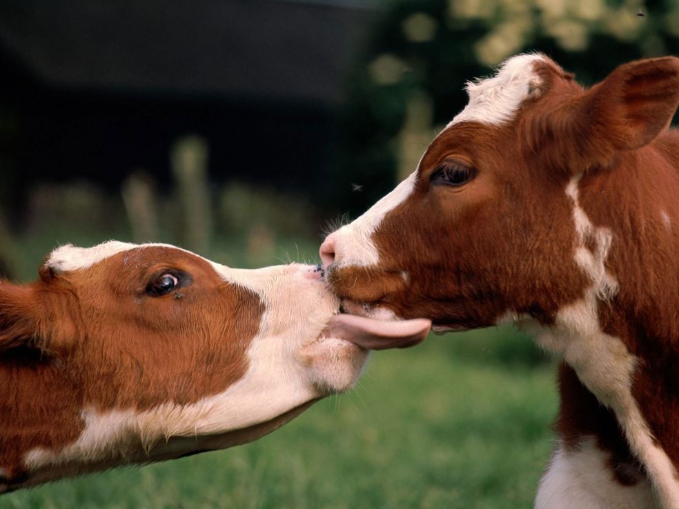 Интересные факты о коровах