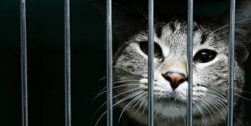 Судебные процессы над животными