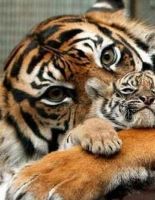 Животные родители