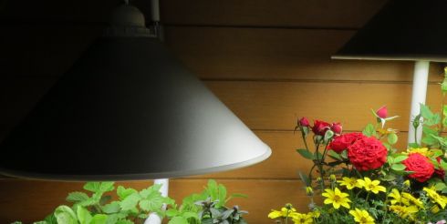 В чём преимущества покупки светодиодных ламп для растений в интернет-магазине