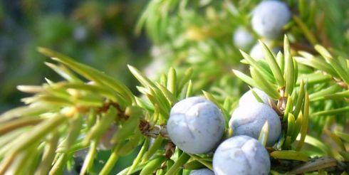 Особенности выращивания можжевельника