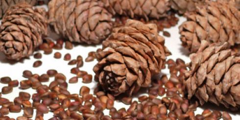 Кедровые орешки россыпью и в шишке