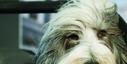 Такси для животных