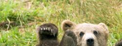Медвежья желчь: как ее правильно принимать