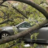 Страховой случай при падении дерева на авто
