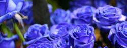 Синие розы — когда оживает сказка