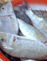 Импортеры рыбы будут поставлять в Беларусь только сырье