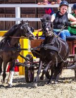 В Подмосковье прошел I Международный конный фестиваль “Иваново Поле”