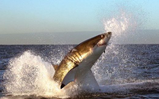 Охота белой акулы