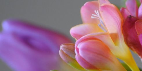 Эффективное выращивание эффектной фрезии