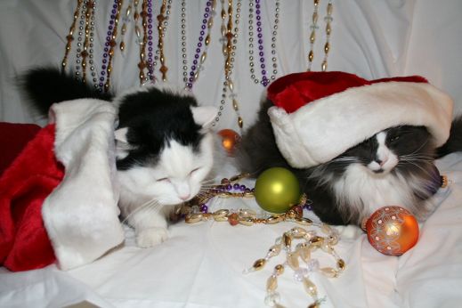 Новый год и кошки