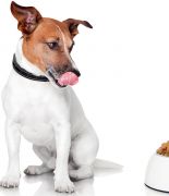 Корма для собак – разновидности и критерии выбора