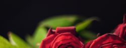 Почему розы — цветы на все случаи жизни?