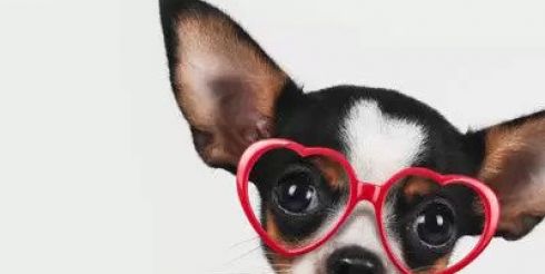 Пользователям Instagram стала доступна возможность смотреть на мир глазами разных животных