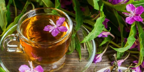 Происхождение иван-чая