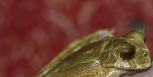 Зубастые лягушки перепишут законы ученых