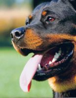 Ученые доказали способность собак вынюхивать рак