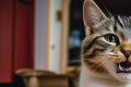 Забота о вашей кошке: Что следует избегать при кормлении
