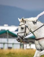 Самые полезные мобильные приложения для любителей конного троеборья