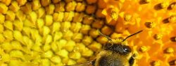 Погибнут пчелы – значит, и люди долго не протянут