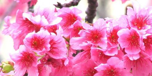 Праздник цветения сакуры в Вашингтоне