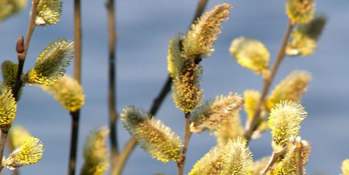 17 апреля: это интересно знать