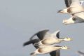 Горные гуси  — самые высоко летающие птицы