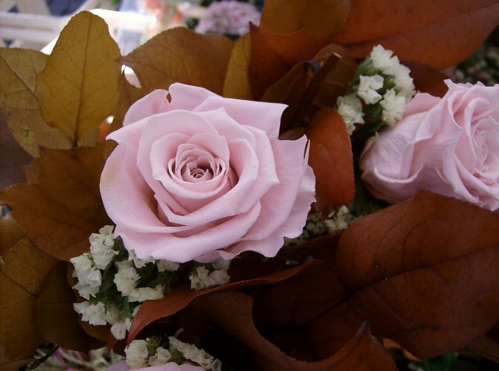Розовые розы - осенний вариант