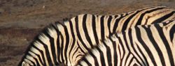 Ученые разгадали загадку полосатого окраса зебр