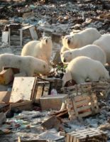 В Арктике проведут генеральную уборку