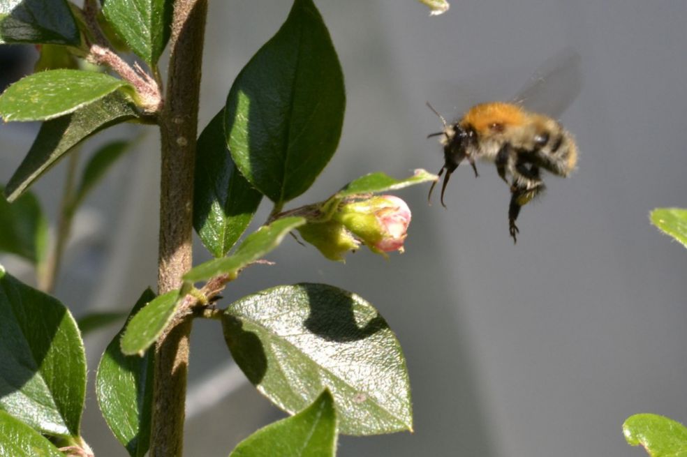 Пчела подлетающая к цветку
