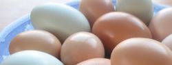 Польза или вред от куриных яиц?