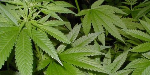 В Чехии легализовали марихуану