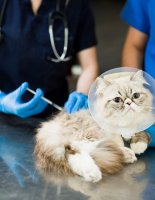 Вакцинация котят и кошек: важность, схема прививок и советы по уходу